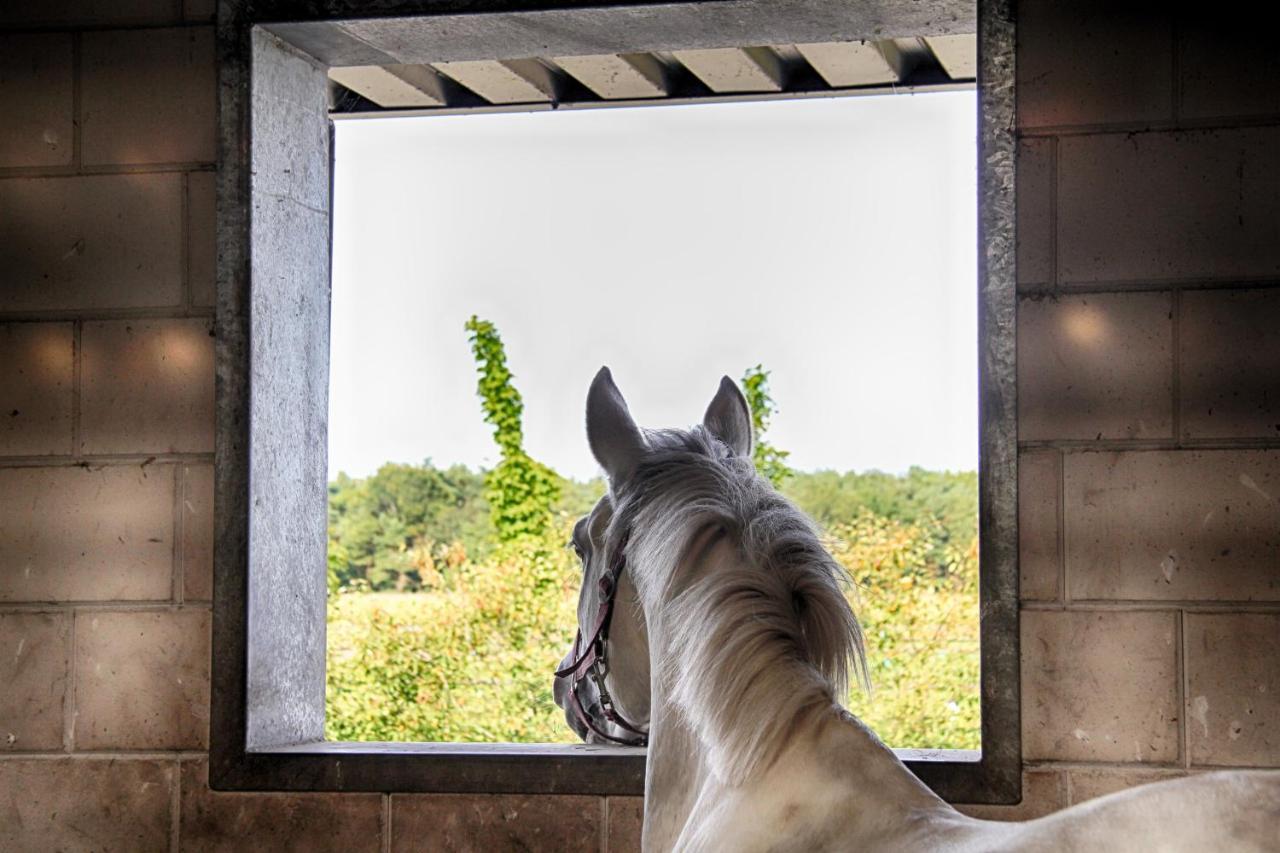 Horsetellerie Rheezerveen Hardenberg Bagian luar foto
