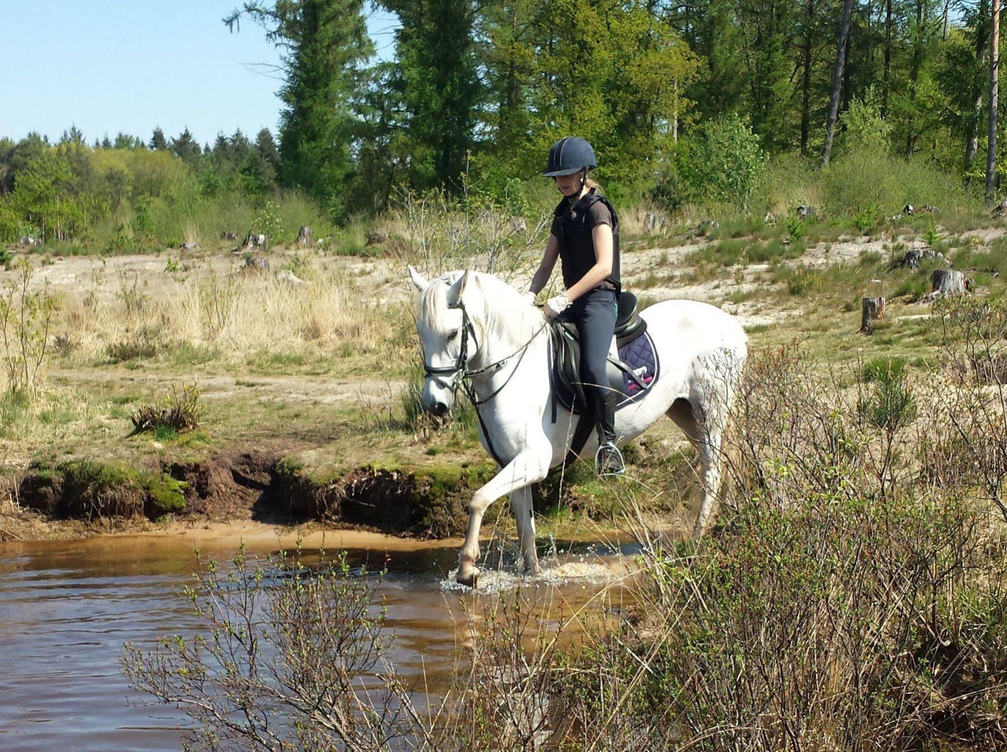 Horsetellerie Rheezerveen Hardenberg Bagian luar foto